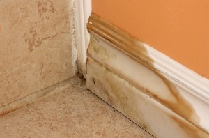 The Importance Of Mold Remediation 