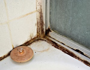 The Top 5 Signs You May Be Exposed To Toxic Mold