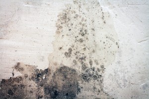 The Dangers Of Mold After Basement Flooding Or Water Damage