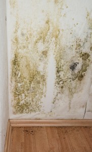 A Closer Look At Mold Remediation 