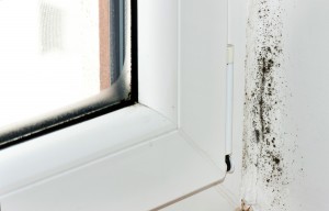 The High Costs Of Mold 