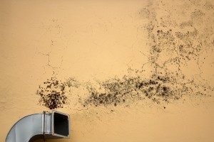 Mold Exposure Can Be Every Bit As Bad As Secondhand Smoke