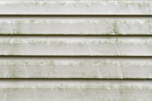 The Danger In The Air With Mold Growth