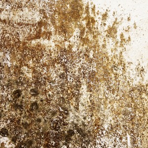 Don't Gamble With AA Action Waterproofing
