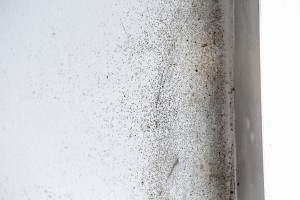 Mold Remediation Facts For Business Owners