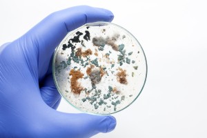 Your Mold Assessment Checklist