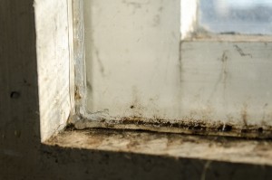 The Top 3 Most Common Molds Found In The Home