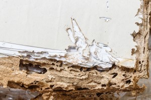 8 Basement Infestations Caused By Too Much Moisture