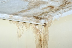 Mold Remediation 101