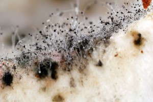 Black Mold Can Cause Big Problems