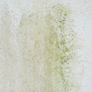 Mold Remediation In 7 Steps