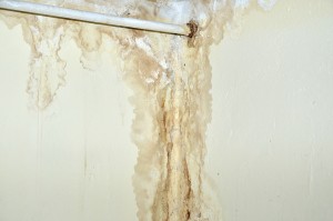 How Did This Mold Get Into My Home?