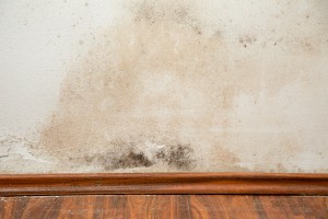 Should You Be Mold Testing Your Home?