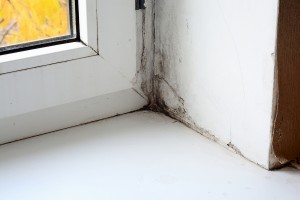 3 Signs Of Mold Growth 