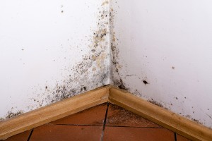 How Does Mold Grow Indoors?