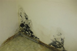 Mold Remediation