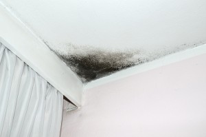 How To Identify Common Types Of Household Mold