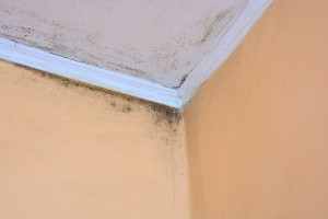 What To Expect With Mold Remediation