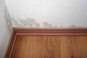 What You Should Know About Basement Mold