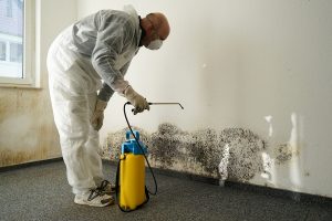What Is Mold Remediation?