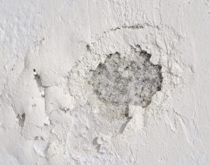 Mold After A Basement Flooding