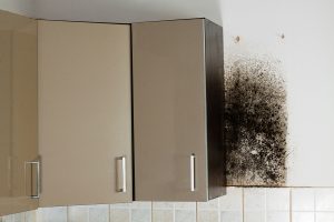 Summer Is The Season Of Mold