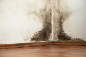 Mold Remediation Damascus