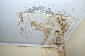 Mold Remediation Mount Airy