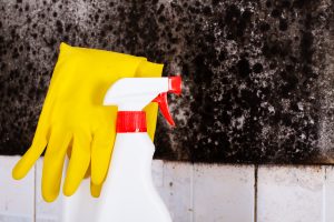 Mold Remediation Frostburg