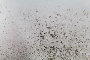 Mold Remediation Laurel