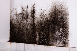 Mold Remediation Severna Park