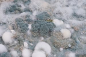 How To Distinguish Mold From Other Basement Stains