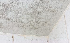 The Dangers Of Living With Mold