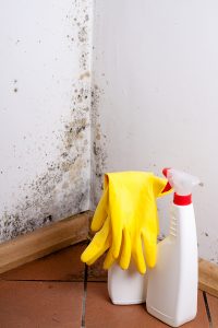 Why Mold Removal Is Not A DIY Project