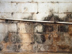 mold growth